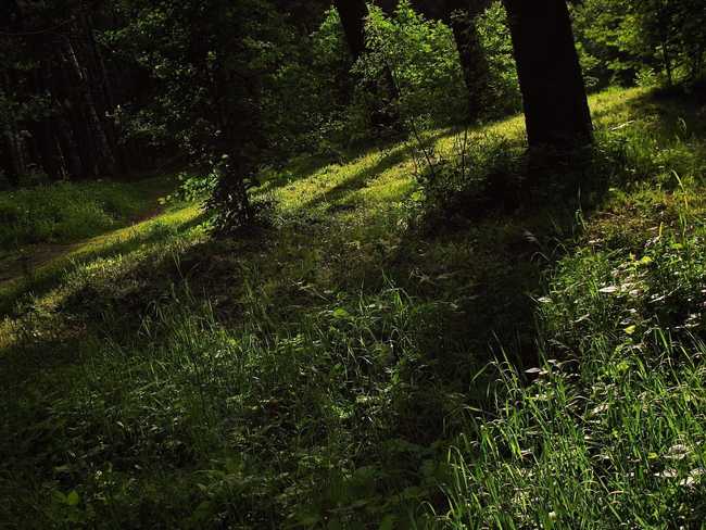 ботанический сад